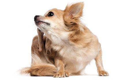 The ‘Ugh’s and ‘Why’s of Chronic Otitis