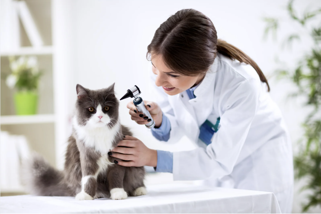 Veterinary Consolidation: Shifting Salary Leverage