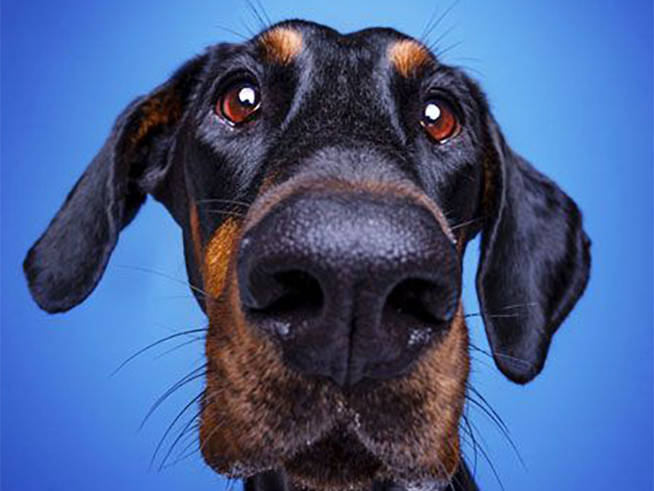 What’s New in Canine Lymphoma