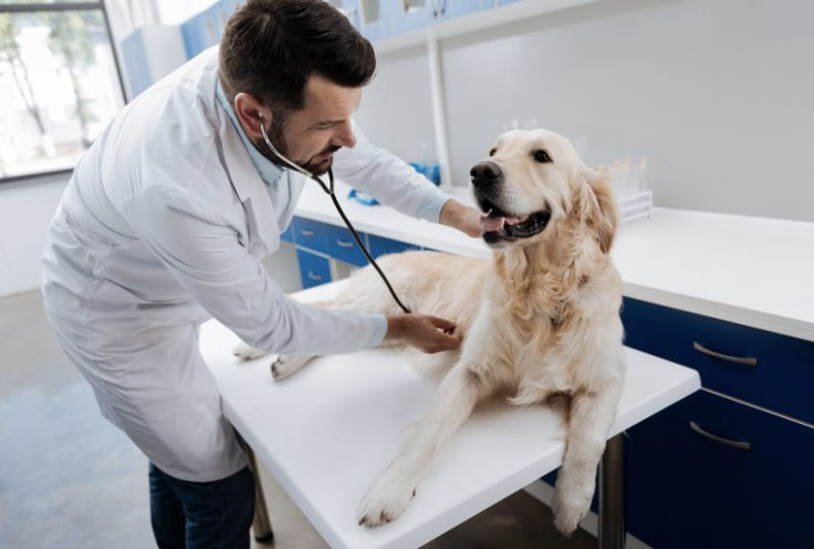 The Latest on Veterinary Cardiology