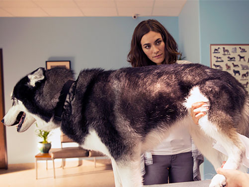Osteoarthritis: The Most Common Joint Disorder in Dogs