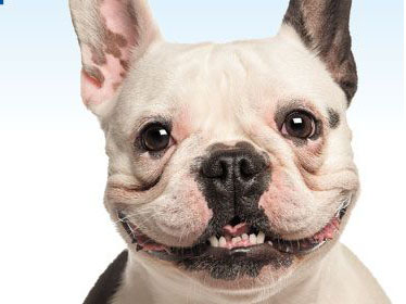 Brush Up Your Dental Care Message for Stronger Customer Engagement
