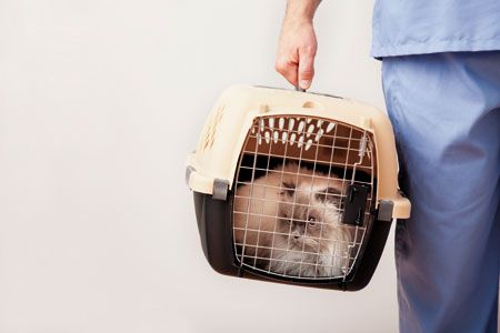 Trigger Warning: Recognizing Feline Anorexia