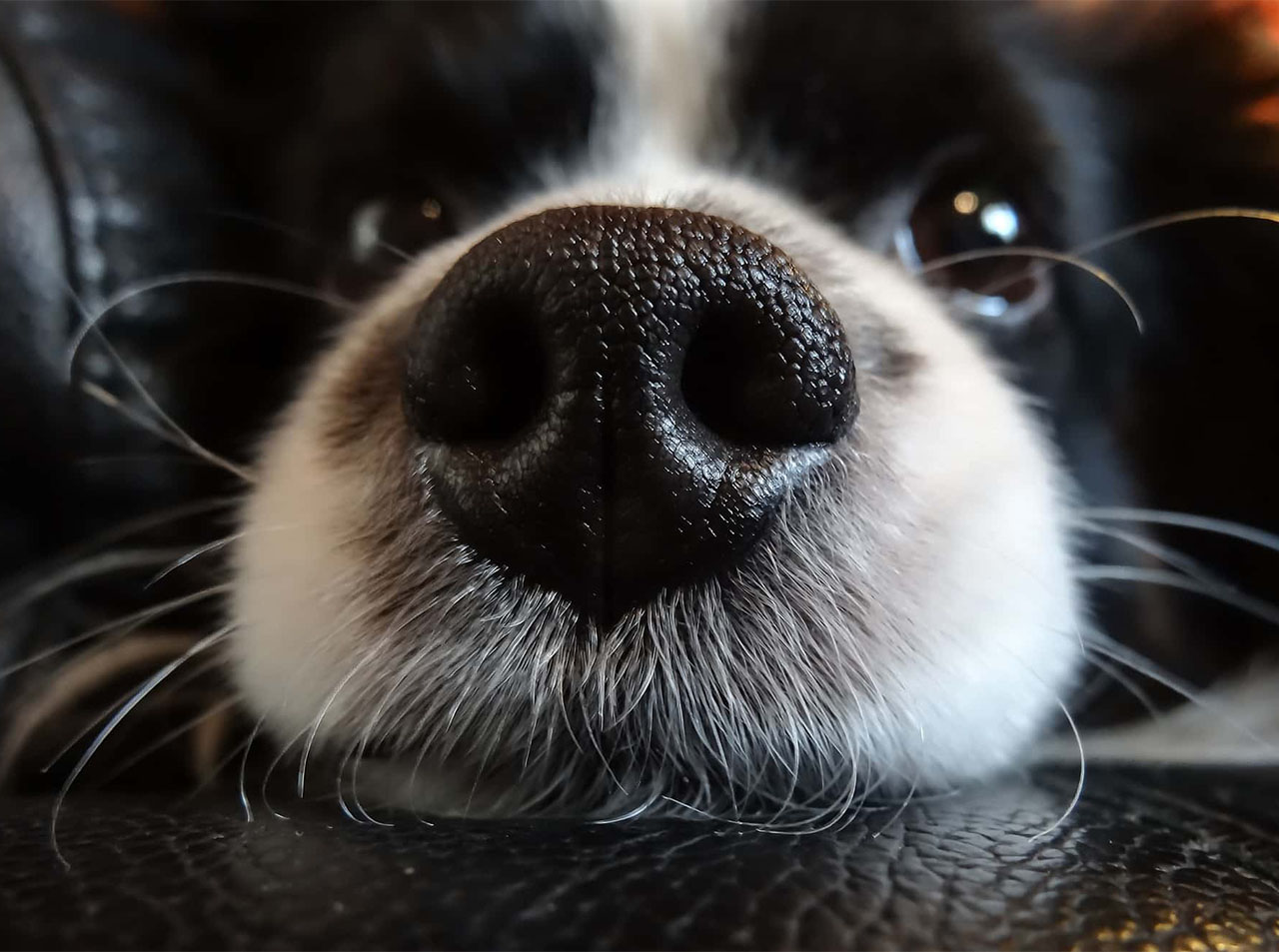 Branding Part 2: Building Your Veterinary Clinic Brand