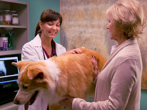 Overview of the New AAHA and AAFP Pain Management Guidelines