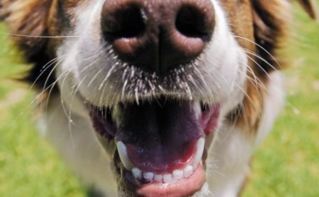 Taking the Bite Out of Tooth Extraction