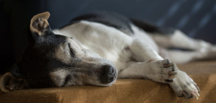 The Latest in Treating Canine Lymphoma