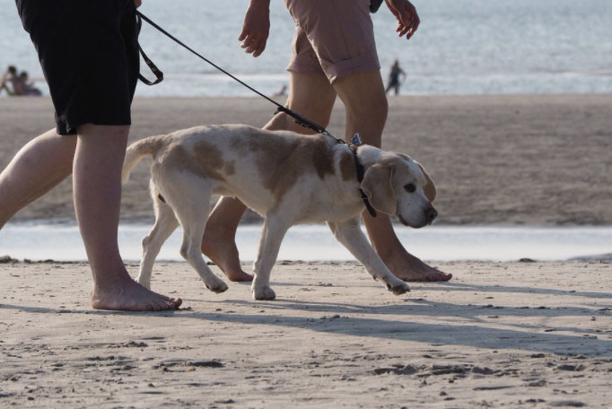 How to Keep Pet Joint Pain at Bay